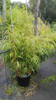 Image de Fargesia robusta 'Campbell' / Bambou non traçant
