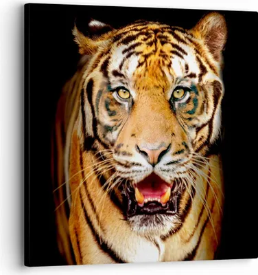 Produktbild von Bild auf Leinwand - Leinwandbild - tiger tier - 30x30cm - Wand Bild - Wanddeko - Wandbilder - Leinwanddruck - Bilder - Kunstdruck - Wanddekoration - Leinwand bilder - Wandkunst - AC30x30-4103