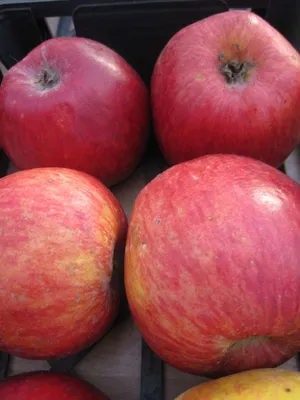 Produktbild von Malus Liberty - Herbstapfel Liberty - Apfelbaum