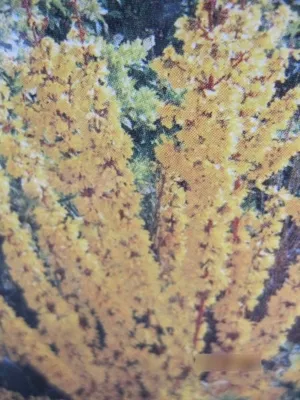 Produktbild von Forsythia intermedia Mikador - Goldglöckchen - 40-50