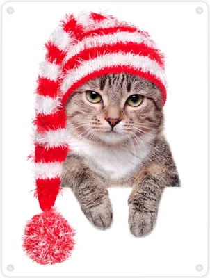 Produktbild von Katze Metallschild mit rot-weißer Bobbelmütze Schild Blechschild Emailleschild