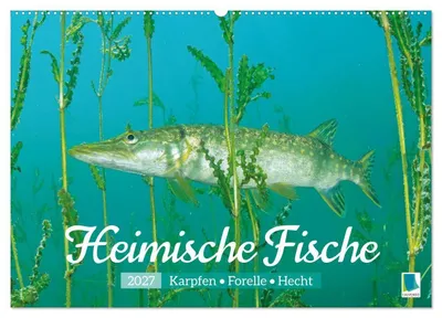 Produktbild von Heimische Fische: Karpfen, Forelle, Hecht (Wandkalender 2027 DIN A2 quer), CALVENDO Monatskalender