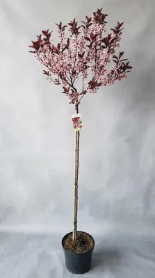 Produktbild von Prunus cistena, Zwerg-Blutpflaume auf Stamm, Gesamthöhe: 170-180 cm
