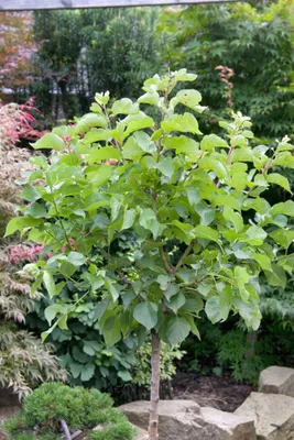 Produktbild von Prunus armeniaca 'Zwergaprikose', Aprikose, 60 cm