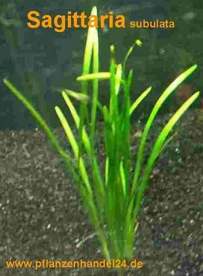 Produktbild von 5 Töpfe Sagittaria subulata, Pfeilkraut, Aquarium