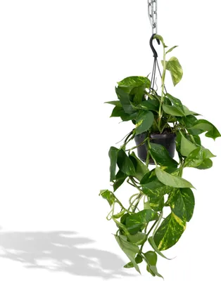 Zdjęcie produktu dla Meergroothandel Epipremnum Aureum Mosstok (Scindapsus) - 25 cm, Ø15 cm