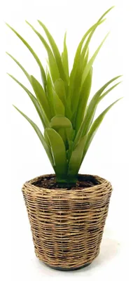 Produktbild von Van der Leeden Pflanzenkorb - rund - Rattan - geflochten - 32x29cm