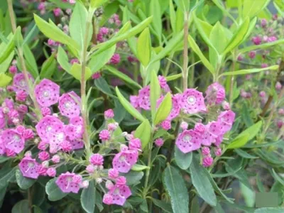 Produktbild von Schmalblättrige Lorbeerrose - Berglorbeer - Kalmia angustifolia Purpurflor - 20-30cm