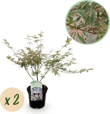 Image de Érable japonais Acer palmatum Iyoshi, 2 plants en pot de 19 cm, hauteur 70 cm, pour balcon