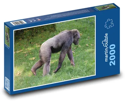 Obrázok produktu pre Puzzle 2000 Šimpanz v zoo - martinpuzzle