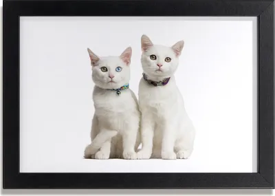 Produktbild von Bild 30x20 MDF-Rahmen, Wandkunst weiße Katzen
