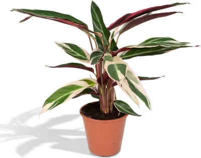 Image de Calathea Triostar - Plante paon - 70Cm - Ø19