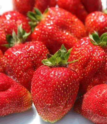 Produktbild von BALDUR Garten 3x Erdbeere 'Sweet Mary XXL®', Pflanzen im 7x7 cm-Topf, Fragaria, XXL Früchte und XXL Aroma, Riesenerdbeeren, winterhart, Fragaria x ananassa, Früchte essbar