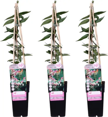 Obrázek produktu pro Zimolez Lonicera henryi 'Copper Beauty' - popínavá rostlina - Ø15cm - Ø65cm - 3