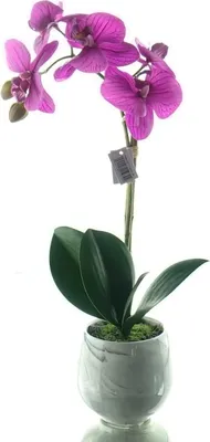 Produktbild von GASPER Schmetterlingsorchidee Lila im Keramiktopf 36 cm - Kunstblumen