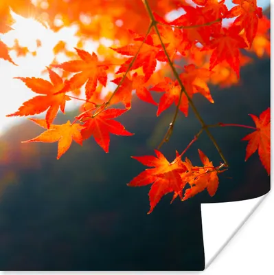 Produktbild von MuchoWow® Poster Herbstblätter in Japan 50x50 cm - Wohnzimmerdekoration