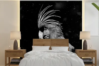 Produktbild von MuchoWow® Fototapete für Wohnzimmer oder Schlafzimmer Wandtapete Vinyl Motivtapete Porträt eines Goldkakadus auf schwarzem Hintergrund - schwarz und weiß - 350x350 cm - Schlafzimmertapete