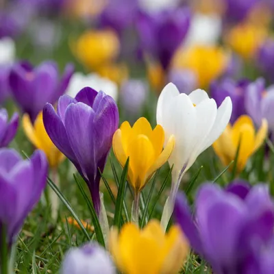Image de 70x Crocus mix - Gemengde krokussen - Diversen - Verwilderingsbol - Bolmaat 7/8