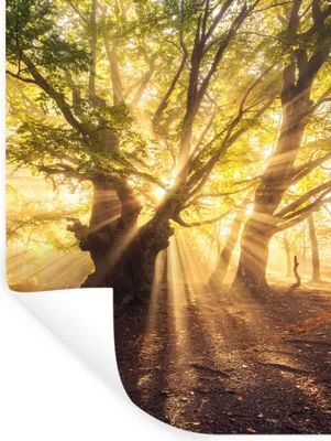 Produktbild von MuchoWow® Wandtattoo Wandsticker Wandaufkleber Baum - Wald - Sonne 120x160 cm Selbstklebend und Repositionierbar - Wierderverwendbar - Selbstklebend