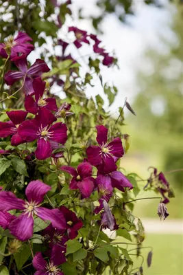 Zdjęcie produktu dla Italienische Waldrebe 'Kermesina' Clematis viticella 'Kermisina' 2L 60- 100