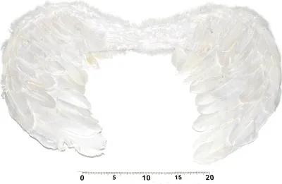 Image de Ailes d'ange 55x40 cm