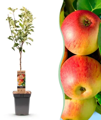 Produktbild von Green boutiQ - Obstbaum - Malus domestica Jonagold - Apfelbaum - Winterhart - Gelb-Grüner Apfel - 1 Pflanze - Topf 21cm - Höhe 90cm