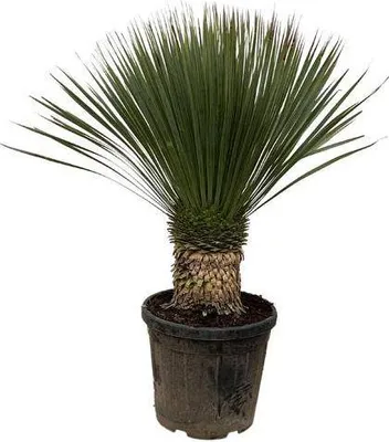 Zdjęcie produktu dla Palma lisciasta - roslina doniczkowa, srednica 38cm, wysokosc 100cm - latwa w