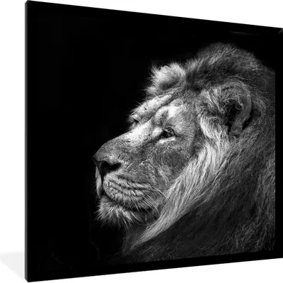 Produktbild von MuchoWow® Gerahmtes Poster Löwe vor schwarzem Hintergrund in Schwarz und Weiß 40x40 cm - Poster mit Schwarzem Bilderrahmen Wandposter Rahmen Foto Bilder - Mit Rahmen - Wanddekoration Schlafzimmer