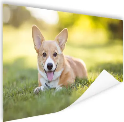 Produktbild von MuchoWow® Poster Welsh Corgi Welpe 120x80 cm - Bilder