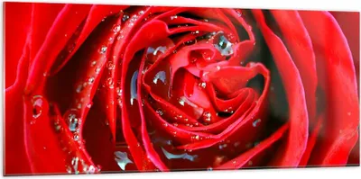 Produktbild von Bilder auf glas - Rose Blume Blütenblätter Tau - 120x50cm - Glasbilder - Wandbilder - Kunstdruck - zum Aufhängen bereit - Wanddekoration aus Glas - Glas Bilder - Wandbild auf Glas - GAB120x50-1518