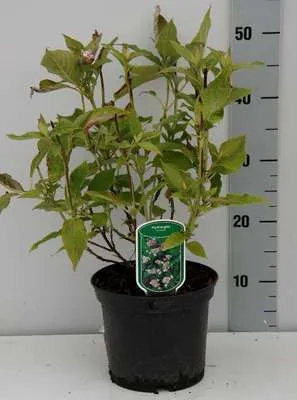 Produktbild von Hydrangea involucrata - Hortensien  25- 30 cm Container