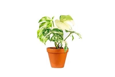 Obrázok produktu pre Gardners Monstera deliciosa variegata, priemer 15 cm