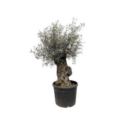 Produktbild von Olivenbaum - Olea Europaea Bonsai - 250cm - Ø65cm