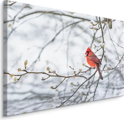 Produktbild von Fabelhafte Canvas LEINWAND BILDER 70x50 cm XXL Kunstdruck Vogel Exotisch Schnee Natur