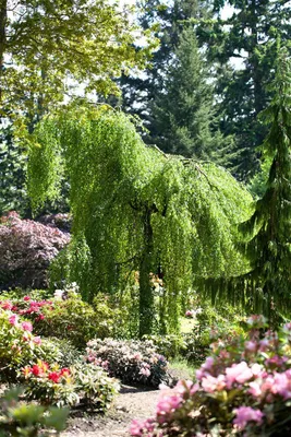 Produktbild von Betula pendula 'Youngii', Hängebirke, 40–60 cm