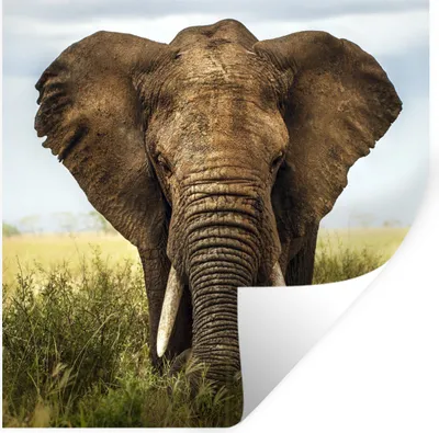 Produktbild von MuchoWow® Wandtattoo Wandsticker Wandaufkleber Elefant - Gras - Feld 30x30 cm Selbstklebend und Repositionierbar - Repositionierbar - Wasser abweisend
