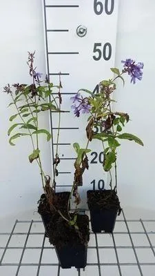 Obrázek produktu pro 6 x Phlox (p) 'Blue Paradise' - Plamenný květ - květináč 9 x 9 cm