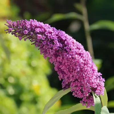 Produktbild von Schmetterlingsstrauch Buddleja davidii Pink Delight – Rosa Blüten – Schmetterlingsfreundlich – Laubabwerfend – 17cm x H25cm – Pflegeleicht