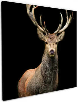Produktbild von Wallario Premium Leinwandbild Stattlicher Rothirsch in Größe 50 x 50 cm