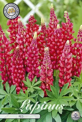 Artikelbild 2 von 'Lupine Red (1 Stück)' aus der Kategorie Error: No identifier specified
