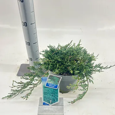 Produktbild von Juniperus horizontalis ’Wiltonii’ - Blauer Teppichwacholder | 25-30 cm im topf