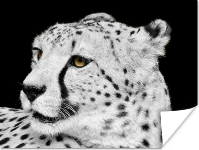 Produktbild von MuchoWow® Poster Leopard - Weiß - Schwarz 120x90 cm - Wandbild