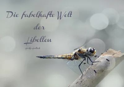 Produktbild von Calvendo Wunderbare Nahaufnahmen heimischer Libellen (Tischaufsteller, 14 Seiten) 978-3-660-23191-5
