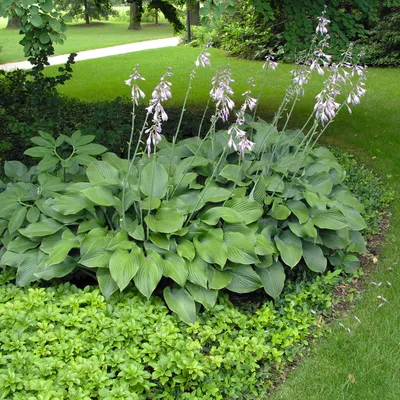 Obrázek produktu pro Hosta Funkia Krossa Regal 1 ks Sazenice Sazenice Hosty Funkie