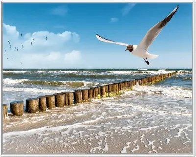 Produktbild von Wallario Wandbild Fliegende Möwe am Strand, Größe: 40,30 x 50,30 cm, Poster mit weißem Aluminiumrahmen