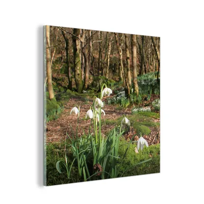 Obrázok produktu pre MuchoWow® Sklenené obrazy - Obrazy na stenu - Foto na skle Les v Borrowdale so snežienkami 50x50cm Nástenná dekorácia zo skla - akrylový sklenený obraz -