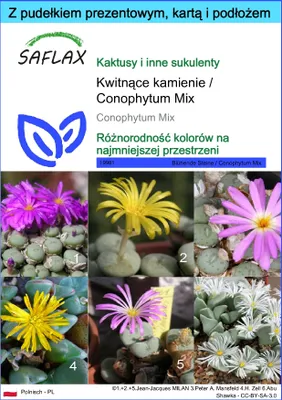 Zdjęcie produktu dla SAFLAX - Zestaw prezentowy - Kwitnące kamienie / Conophytum Mix - 40 Nasiona - Z pudełkiem upominkowym, etykietą wysyłkową, kartą podarunkową i podłożem uprawowym - Conophytum Mix