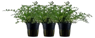 Immagine prodotto di Piante per acquario, confezione da 3, piante acquatiche galleggianti *Bolbitis heteroclita difformis*, marca AquaOne, modello n. 306