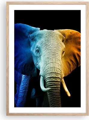 Produktbild von Gerahmtes Poster - Rahmen in heller Eiche - Bunt Elefant Fotografie - 50x70 cm - Wand Bild - Wanddeko - Wandbilder - Kunstposter - Wandposter - Bilderrahmen - Bilder - Kunstdruck - P2NPA50x70-4768