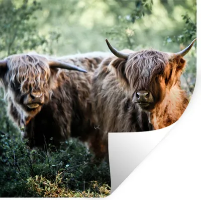 Produktbild von MuchoWow® Wandtattoo Wandsticker Wandaufkleber Schottische Highlander - Wald - Tiere 50x50 cm Selbstklebend und Repositionierbar - Selbstklebend - Fototapeten